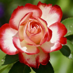 Tudor Rose