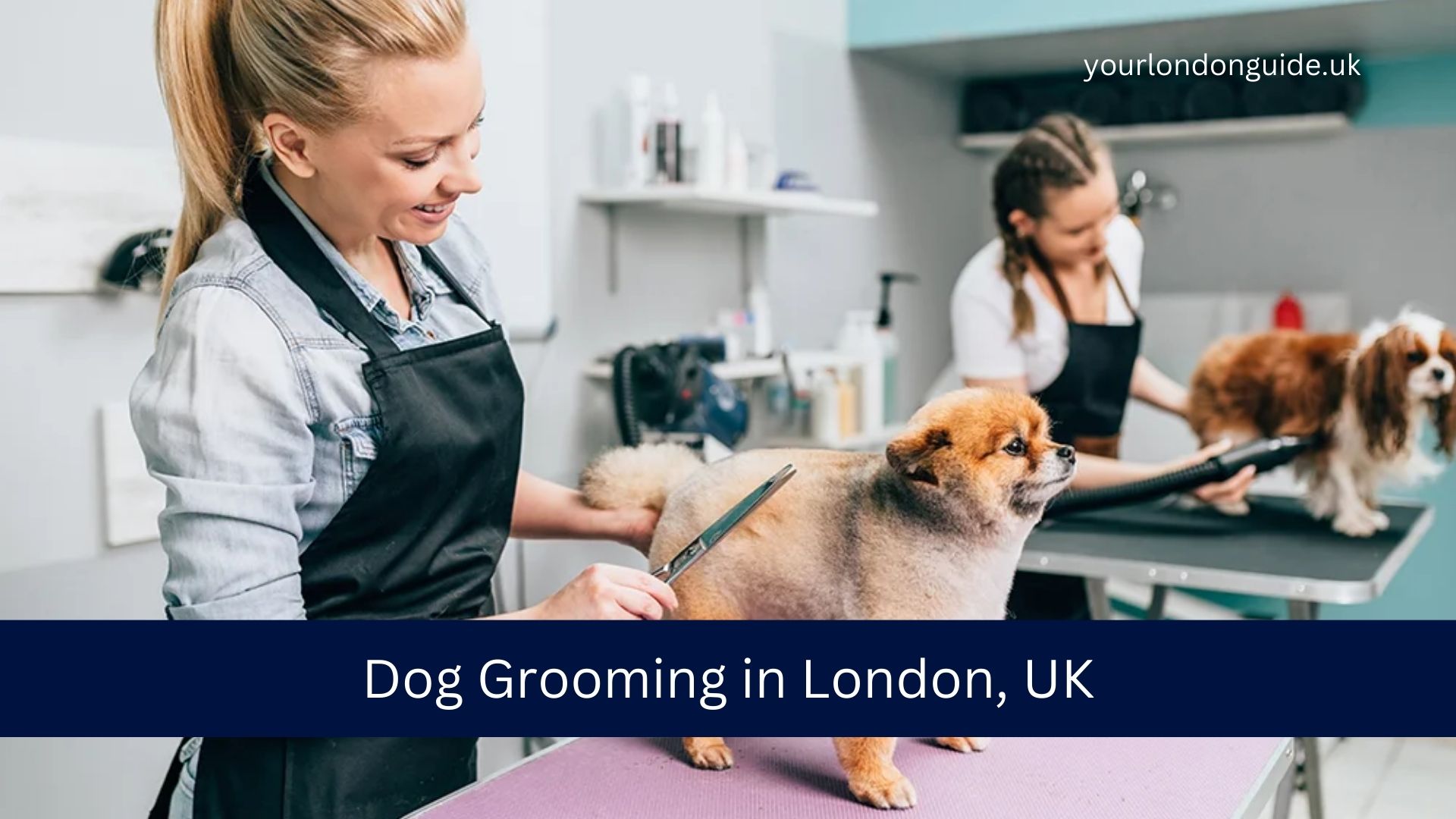 Dog Grooming in London, UK